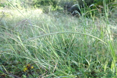 Enteropogon monostachyos